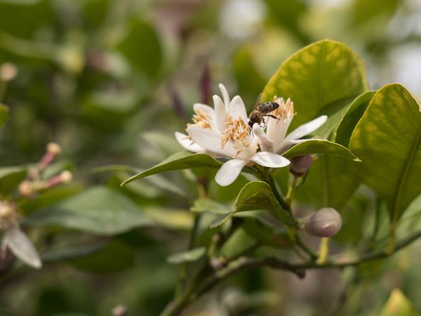 Blomster på citrontræ. Foto: Flickr/Keith Williamson