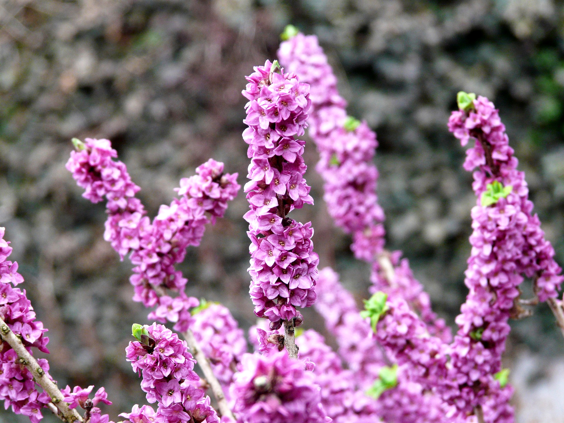 Peberbusk, Daphne mezereum. Foto: Pixabay