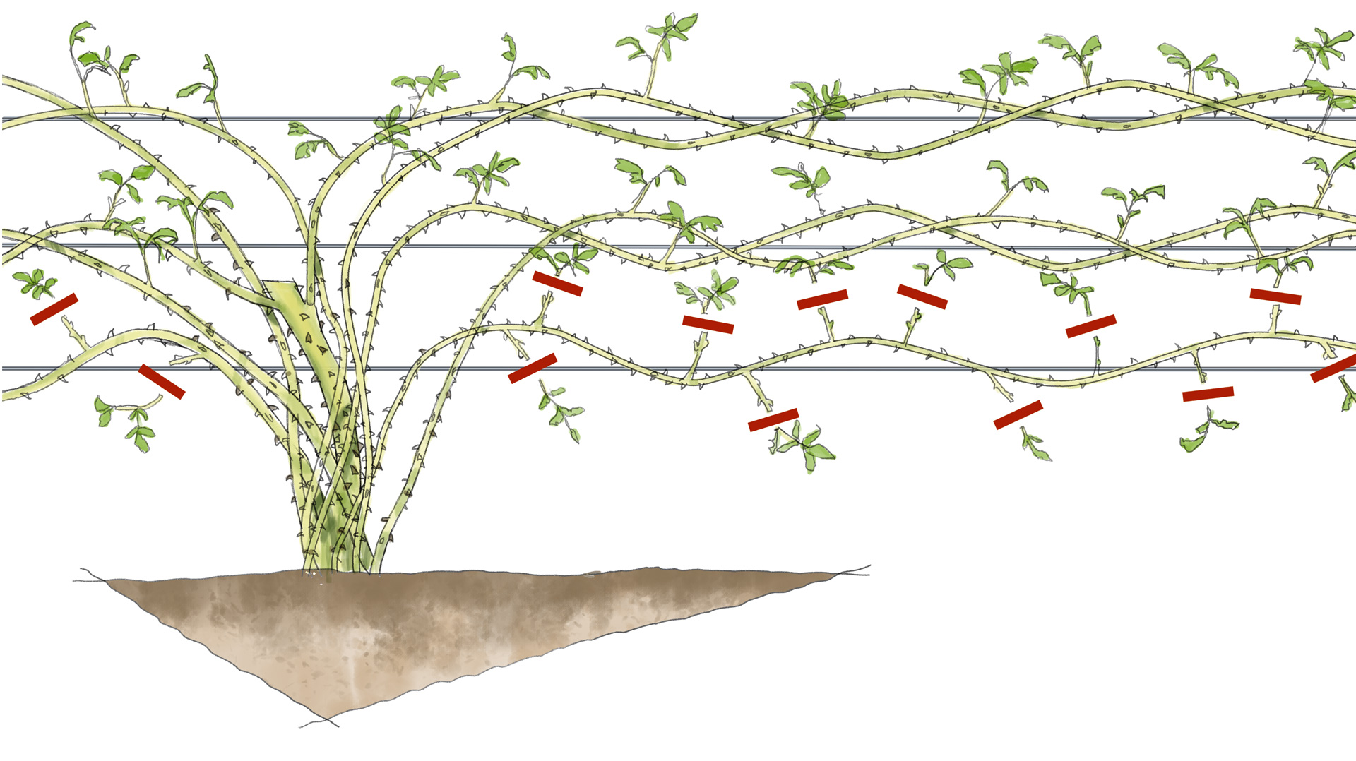 Beskæring af klatrerose. Sideskud skæres ind til 2-3 øjne. Illustration: Per O. Jørgensen