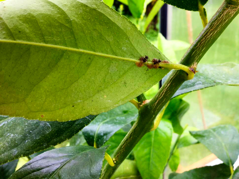 Skjoldlus på undersiden af bladet på en citrusplante. Foto: Dorthe Kærholt Thygesen 