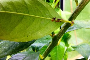 Skjoldlus på undersiden af bladet på en citrusplante. Foto: Dorthe Kærholt Thygesen