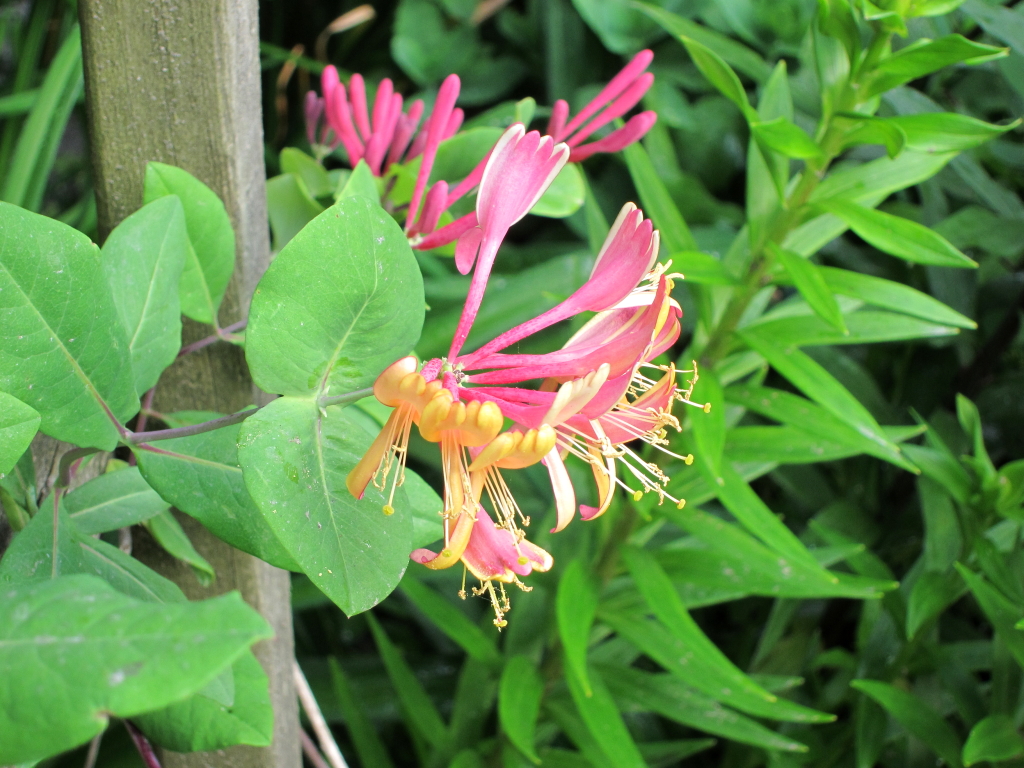 Kaprifolie, Lonicera x heckrottii 'Gold Flame'. Foto: Flickr/Cultivar413