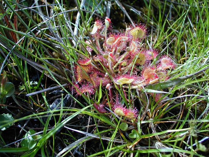 Soldug. Foto: Rune Larsen