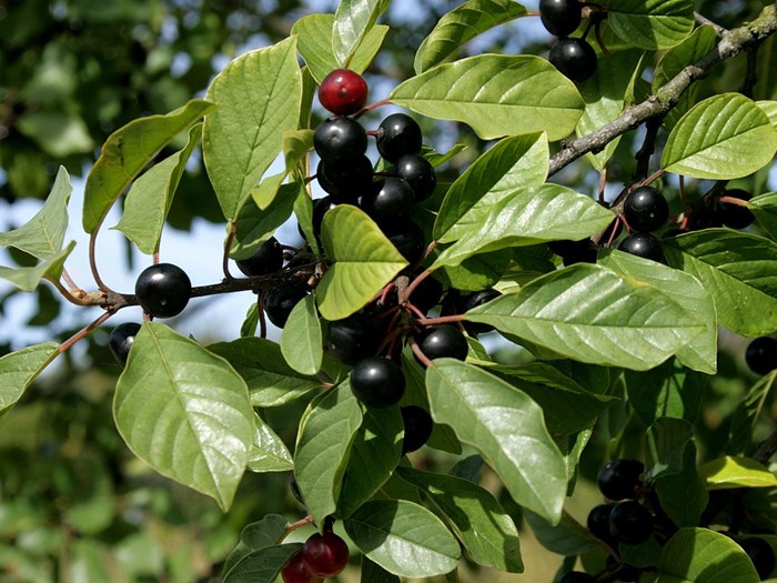 Almindelig tørt er en hjemmehørende busk. Haveselskabet