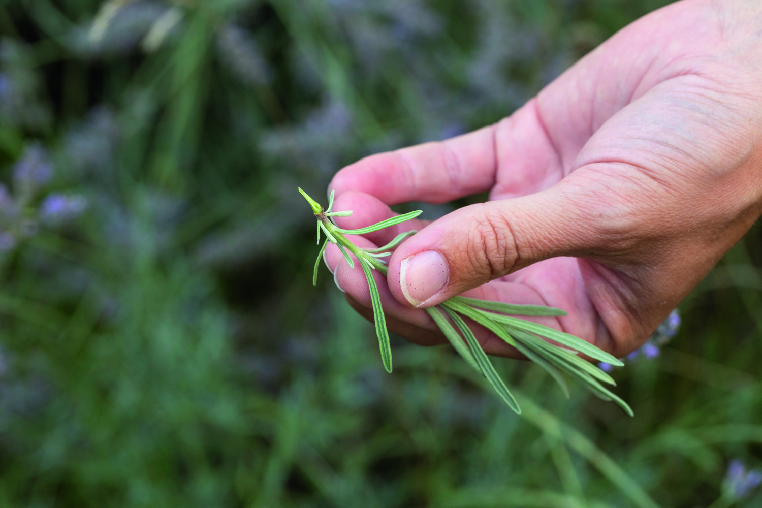 Lavendelstikling. Foto: Ann Malmgren
