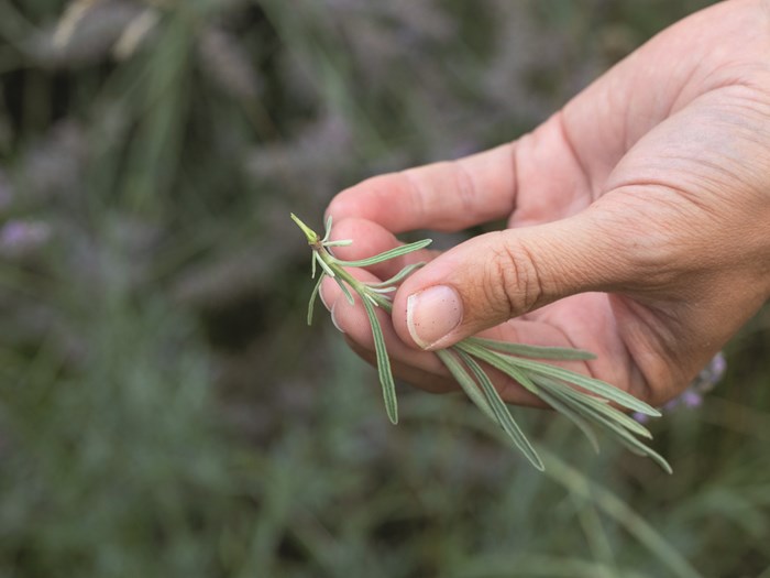 Lavendelstikling. Foto: Ann Malmgren