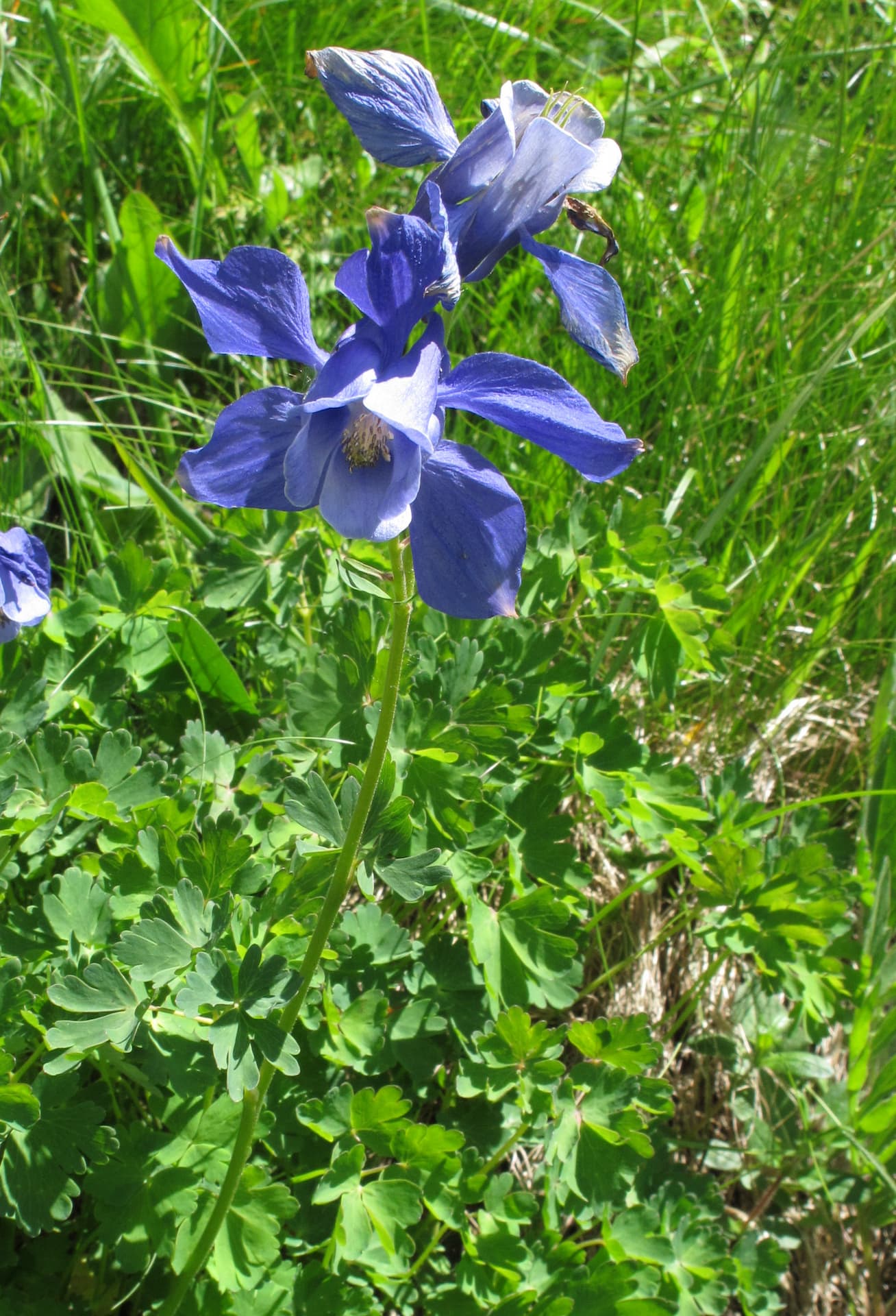 Alpeakeleje, Aquilegia alpina. Foto: Wikimedia/Robert Flogaus Faust