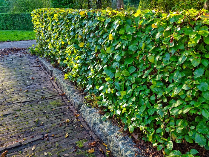 Bøgehæk. Foto: Pixabay