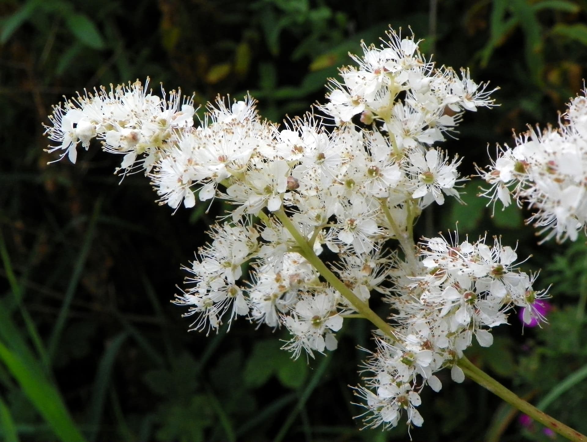 Almindelig mjødurt, Filipendula ulmaria. 