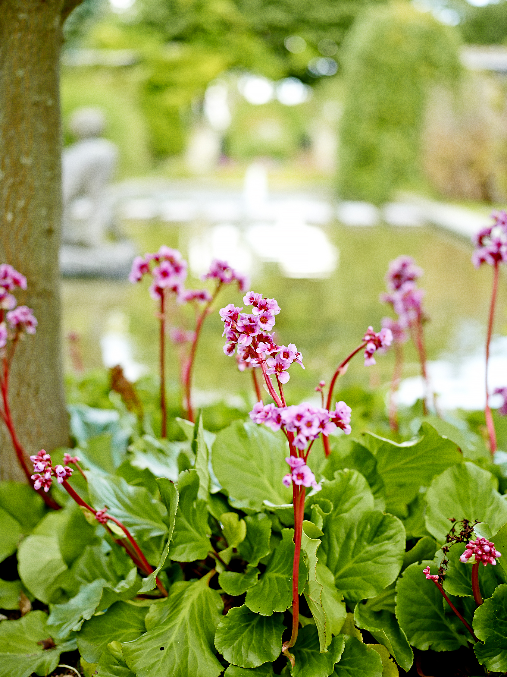 Kæmpestenbræk, Bergenia cordifolia. Foto: Martin Sølyst