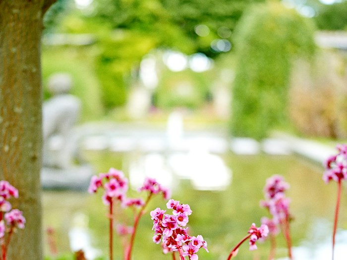 Kæmpestenbræk, Bergenia cordifolia. Foto: Martin Sølyst