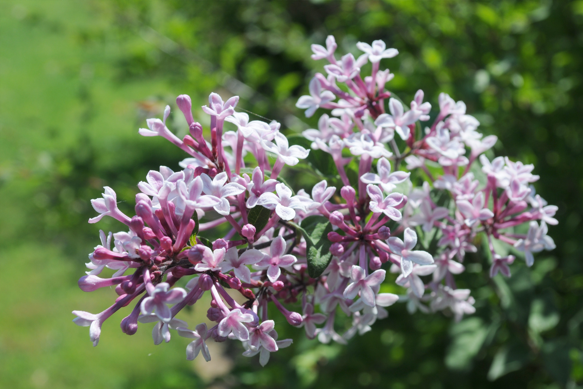 Dværgsyren, Syringa microphylla 'Superba'. Foto: Flickr/Chiara Coetzee