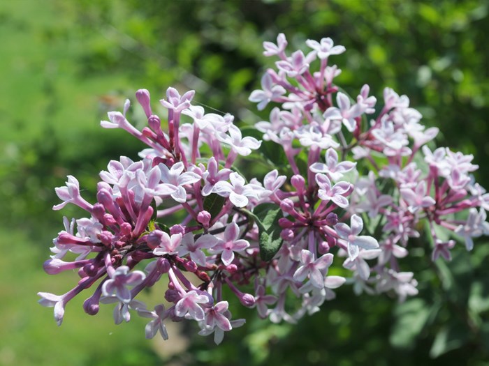 Dværgsyren, Syringa microphylla 'Superba'. Foto: Flickr/Chiara Coetzee
