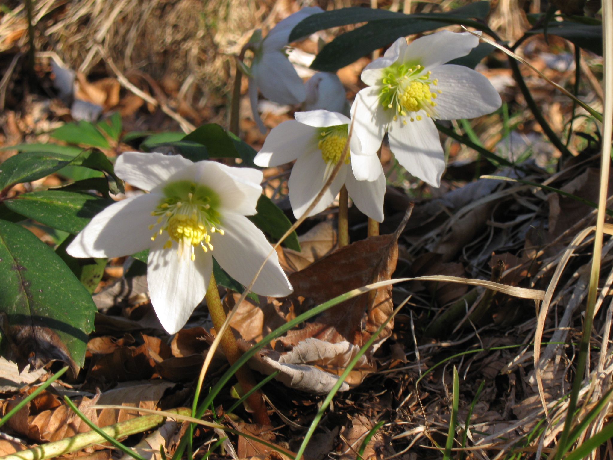 Julerose, Helleborus niger. Foto: Flickr