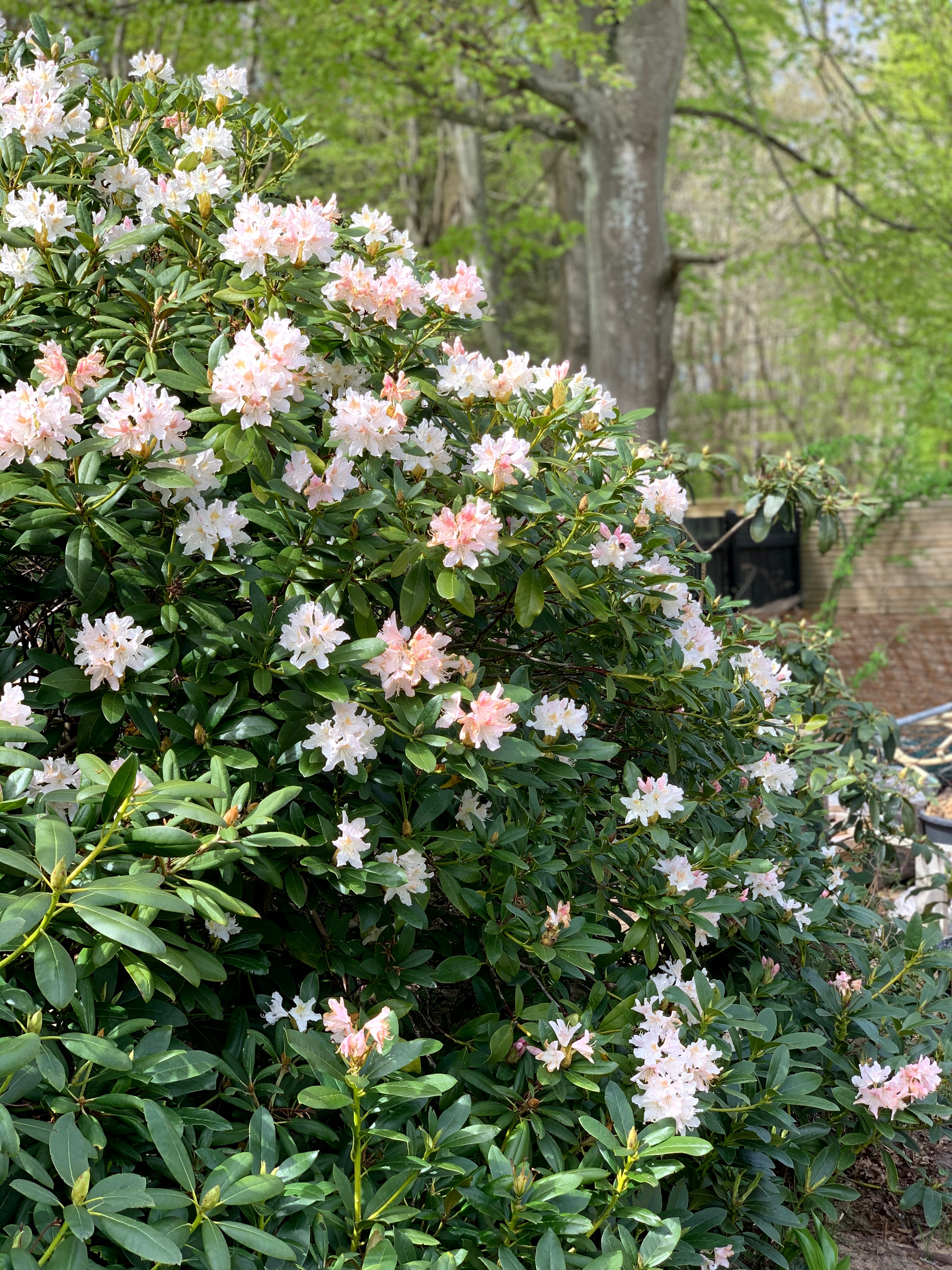 Rododendron, en af havens smukkeste prydbuske. Foto: Ukendt