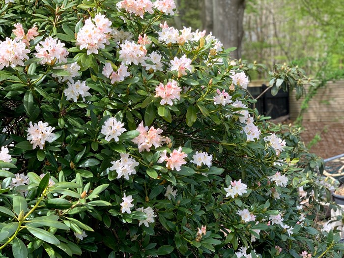 Rododendron, en af havens smukkeste prydbuske. Foto: Ukendt
