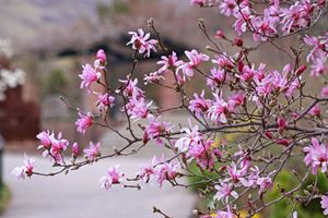 Magnolia, Magnolia x loebneri, Leonard Messel, Foto: Flickr/Andrey Zharkikh