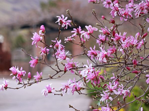 Magnolia, Magnolia x loebneri, Leonard Messel, Foto: Flickr/Andrey Zharkikh