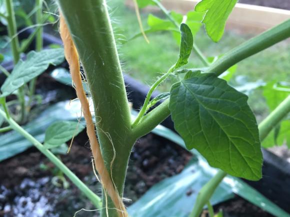 Sideskud på tomat. Foto: Haveselskabet