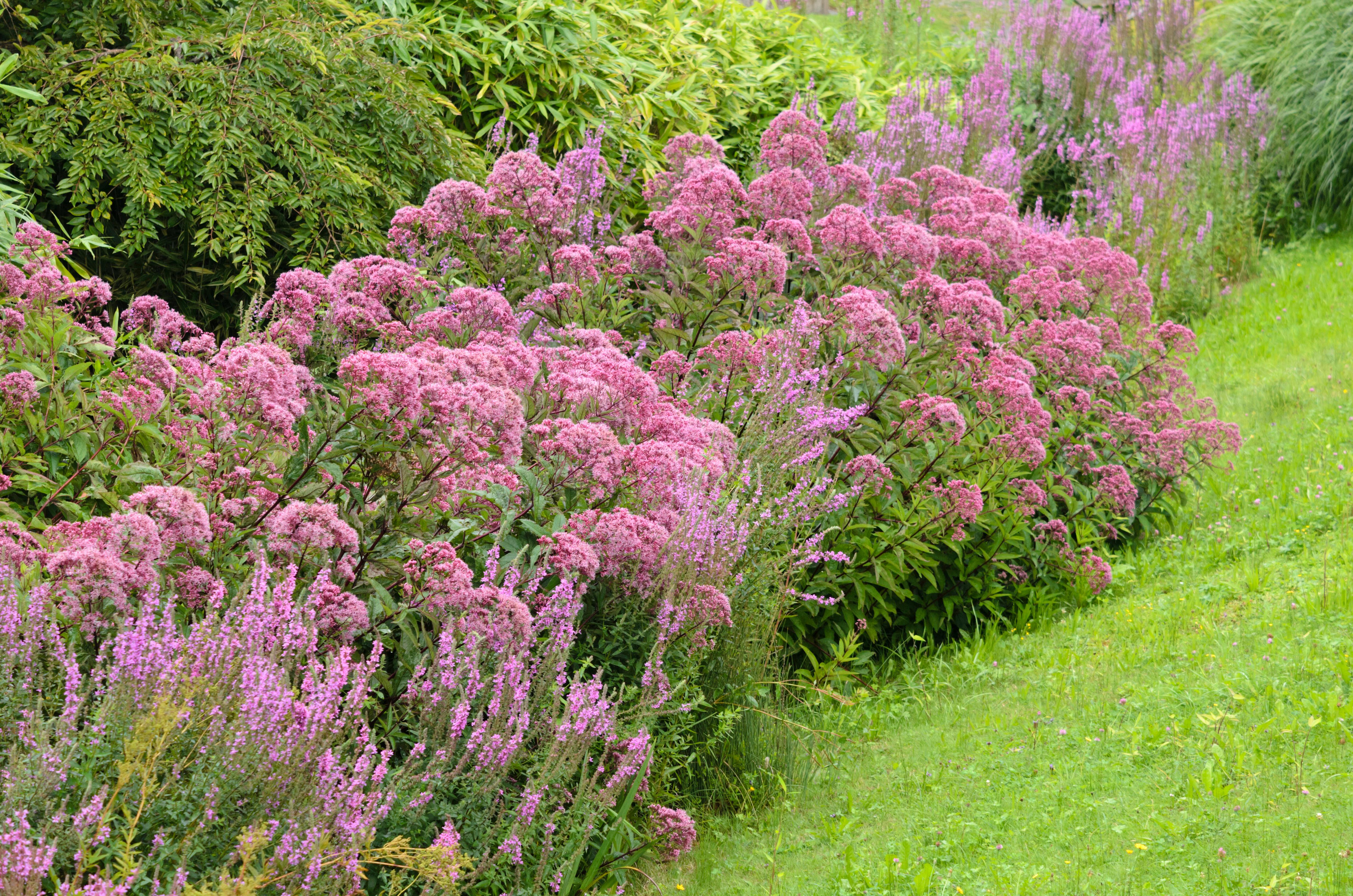 Planteplanen for den næringsrige lerjord, tæller blandt andet insektmagneterne hjortetrøst, Eupatorium (i midten af foto) og kattehale, Lythrum salicaria (forest til venstre). De stortrives, hvor jorden er fugtig, men gror fint på en tør lerjord. Foto: Steffen Hauser / botanikfoto / Alamy Stock Photo.