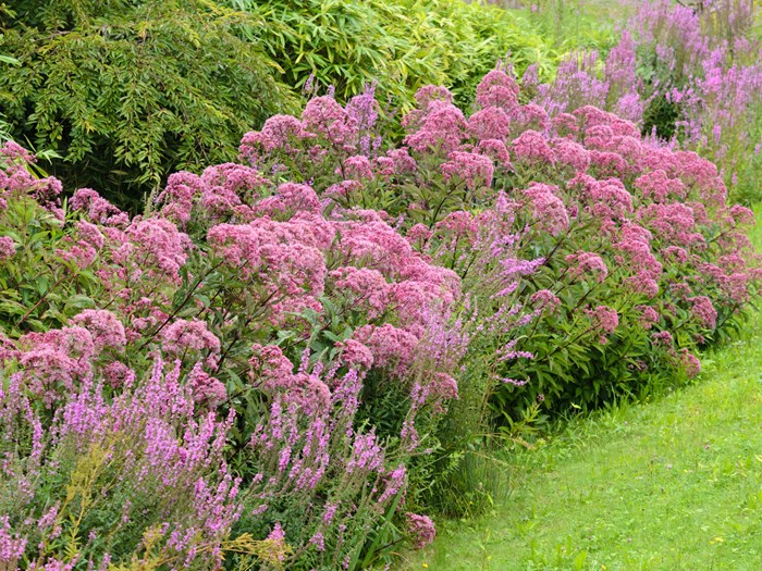Planteplanen for den næringsrige lerjord, tæller blandt andet insektmagneterne hjortetrøst, Eupatorium (i midten af foto) og kattehale, Lythrum salicaria (forest til venstre). De stortrives, hvor jorden er fugtig, men gror fint på en tør lerjord. Foto: Steffen Hauser / botanikfoto / Alamy Stock Photo.