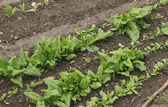 Spinat i rækker. Foto: Karna Maj