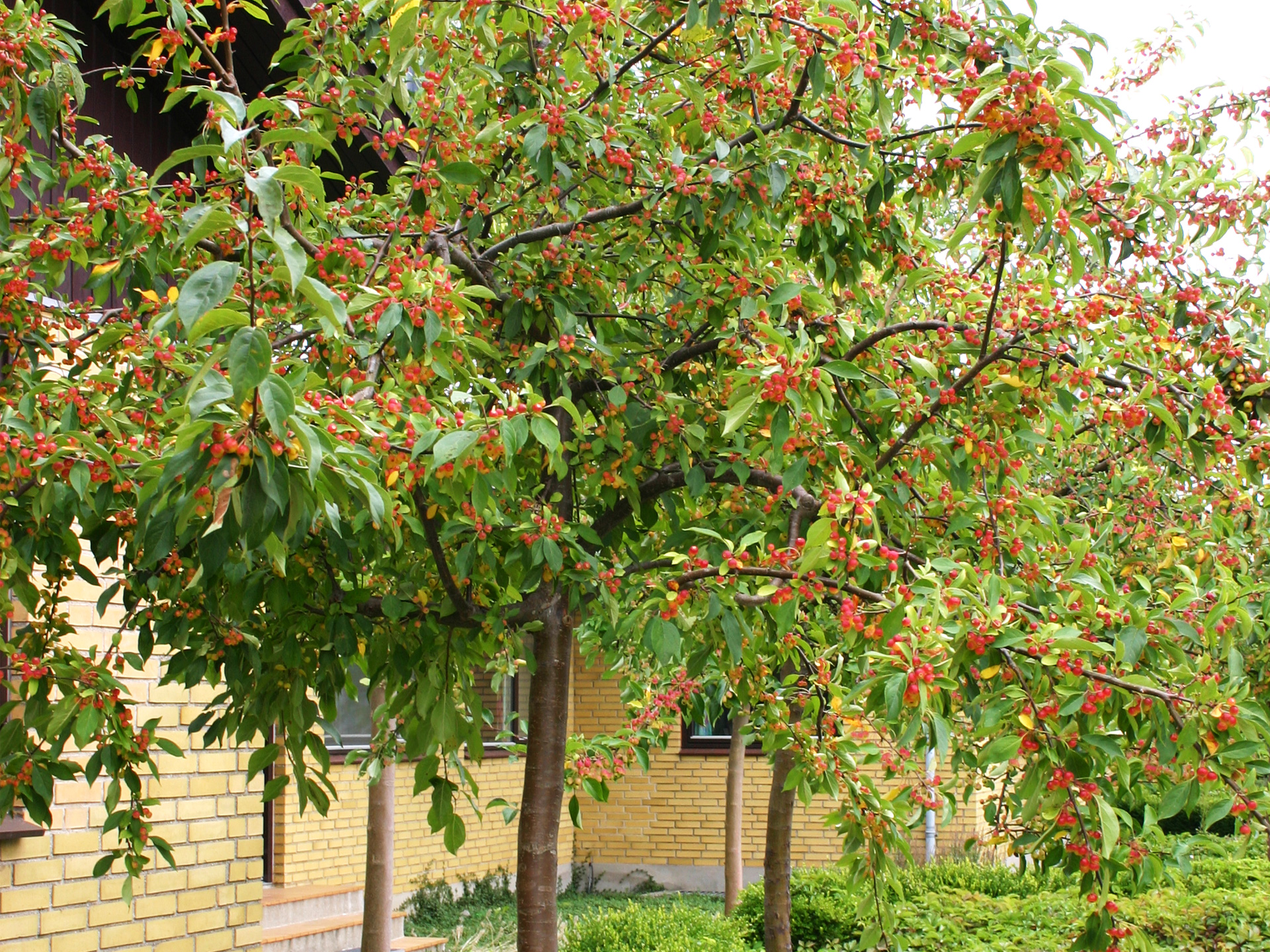 Prydæble 'Akso'. Foto: Aksel H. Sørensen