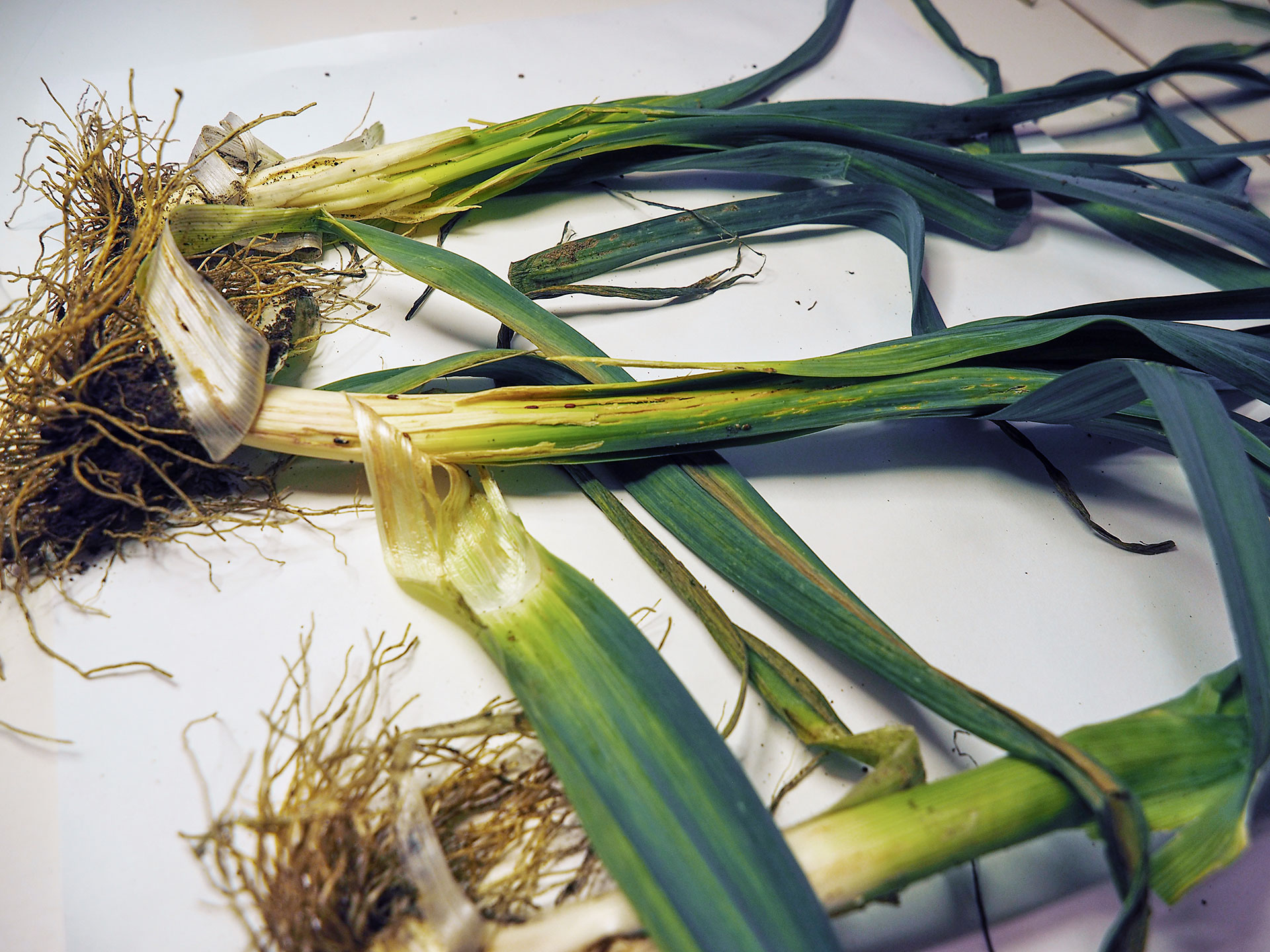 Porre angrebet af løgminérfluer. Foto: Magnus Gammelgaard