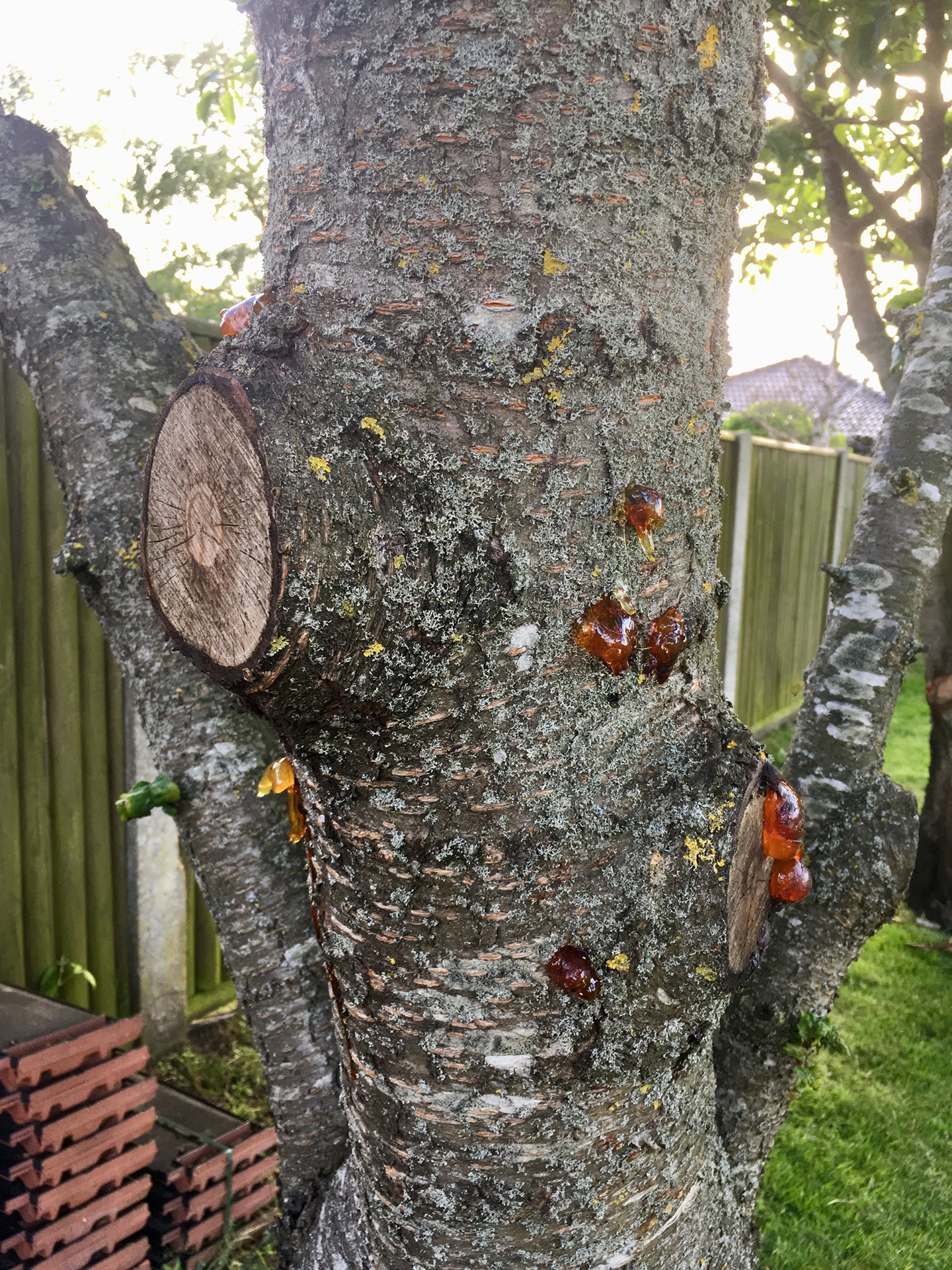 Gummiflåd på stamme. Foto: Hanne Sandberg