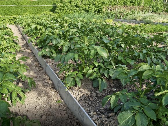Kartoffelbed i køkkenhave. Foto: Magnus Gammelgaard Nielsen