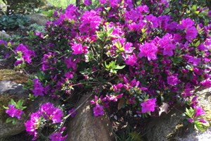 Rododendron trives i skygge og surjord. Foto: Ukendt