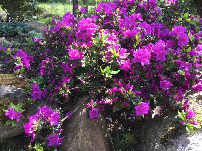 Rododendron trives i skygge og surjord. Foto: Ukendt