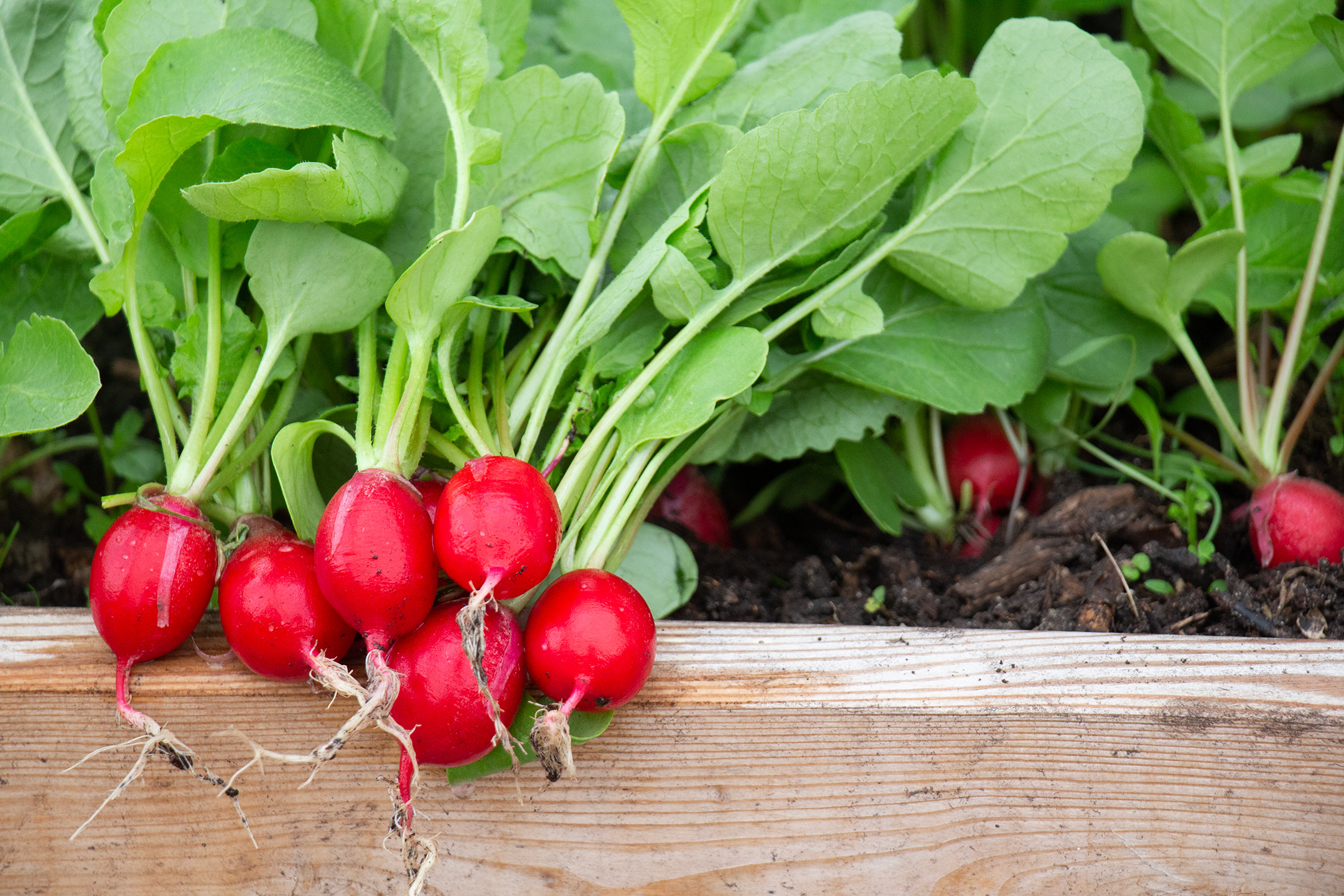Nyhøstede radiser. Foto: Ukendt