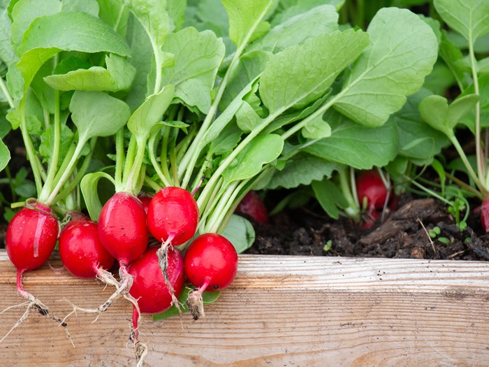 Nyhøstede radiser. Foto: Ukendt