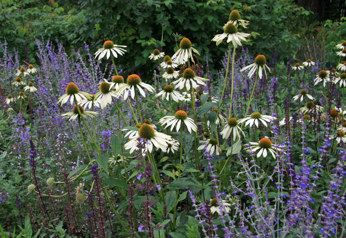 Havepurpursolhat, Echinacea purpurea 'Alba. Foto: Lisbeth Hvid