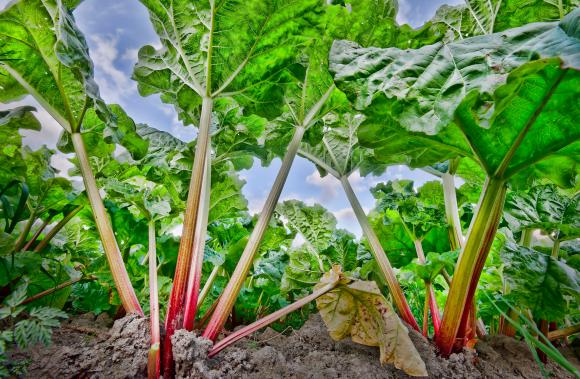 Rabarber. Foto: Flickr