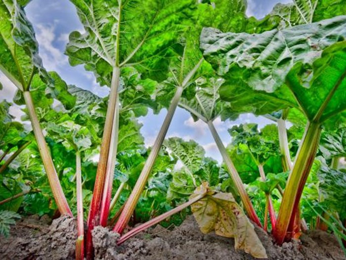 Rabarber. Foto: Flickr