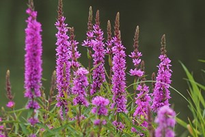 Kattehale, Lythrum salicaria. Foto: Flickr /Sönke Haas