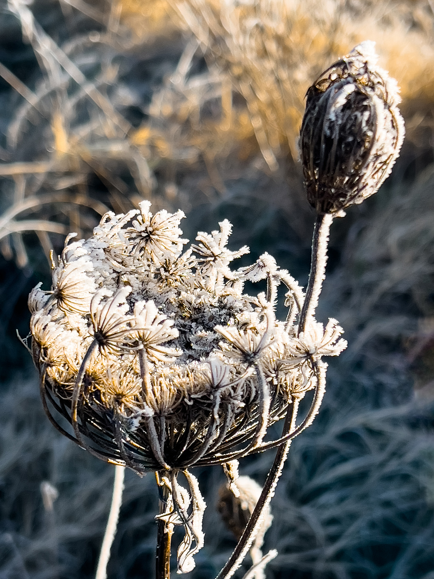 Frøstand på vild gulerod, Daucus carota. Foto: iStock