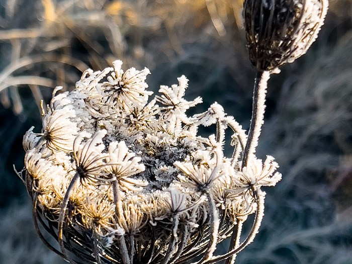 Frøstand på vild gulerod, Daucus carota. Foto: iStock