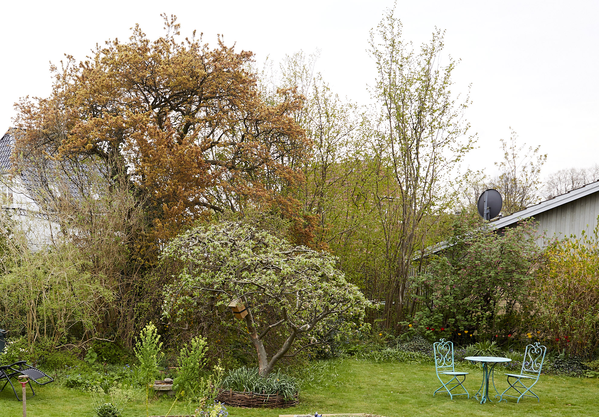 Der er plads til flere træer, end man måske lige regner med i en almindelig villahave. Foto: Thomas Evaldsen