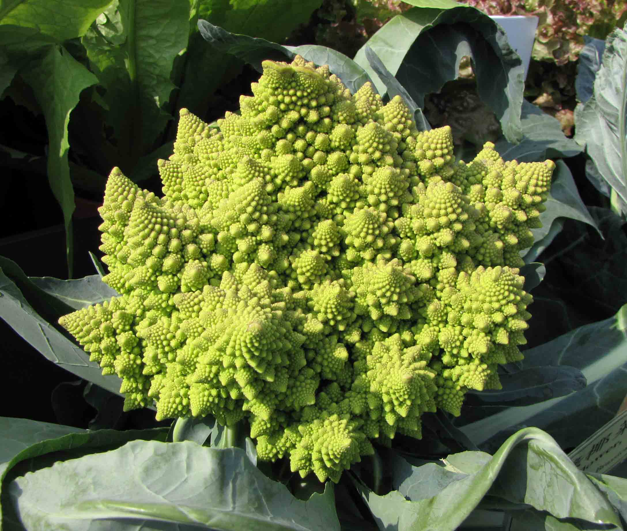 Romanesco