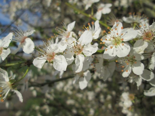 Mirabel (syn. kirsebærblomme), Prunus cerasifera. Foto: Wikimedia