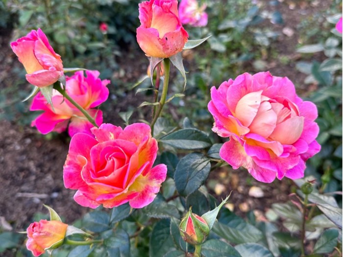 ‘Pink Paradise‘. Storblomstret rose med kompakt lav vækst. Foto: Haveselskabet