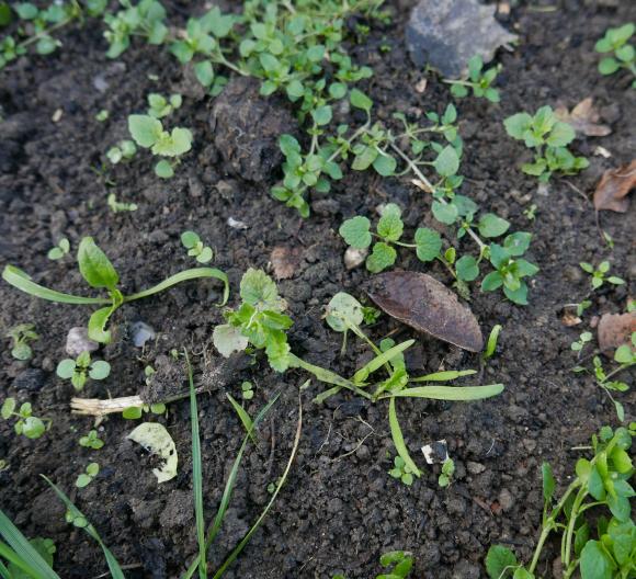 Ukrudt i køkkenhaven. Foto: Bodil Damgaard Petersen