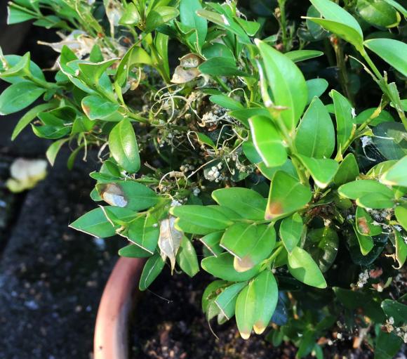 Larvernes afføring ses som grålige små kugler. Foto: Kasper Heichelmann