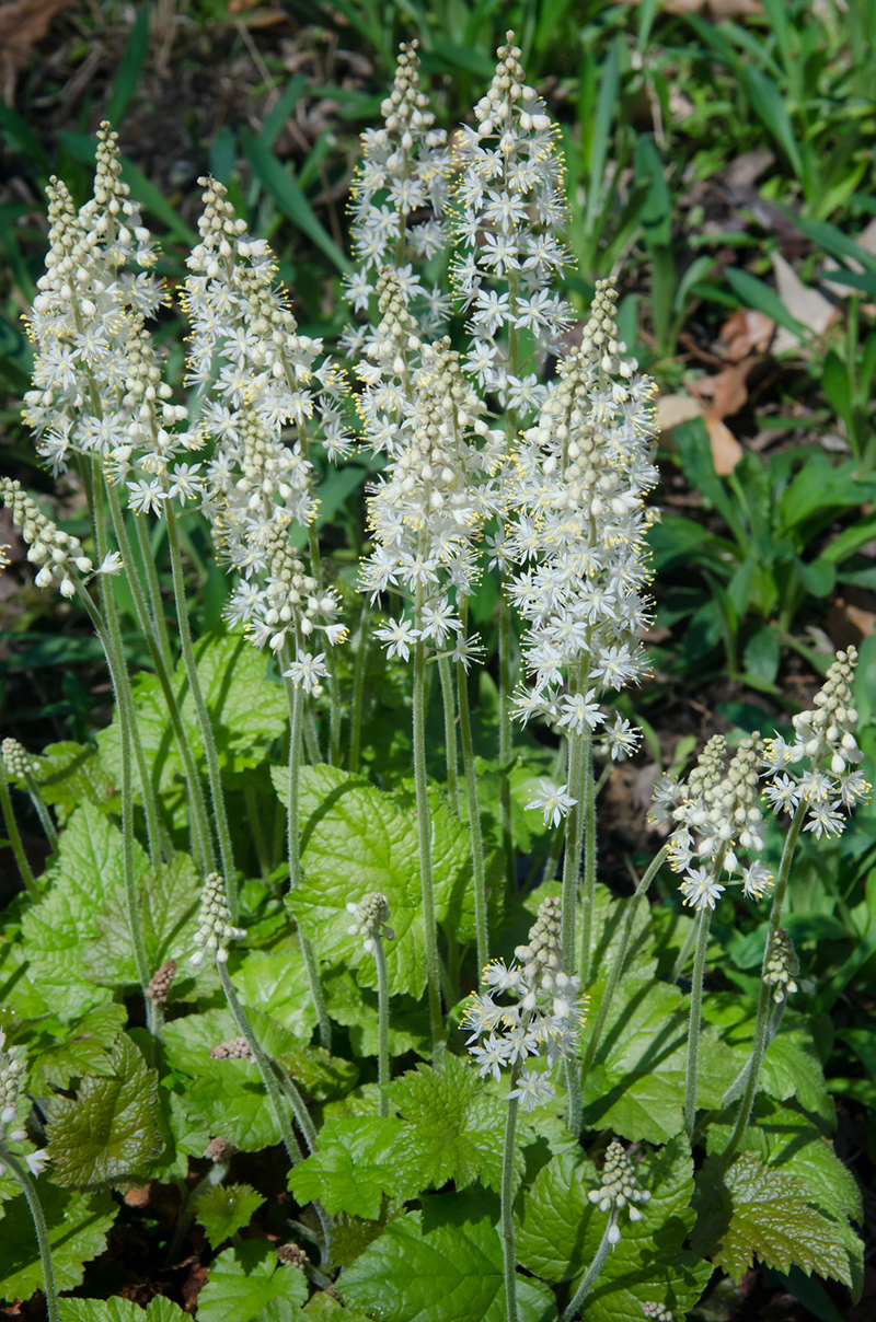Skumblomst, Tiarella cordifolia. Foto: Flickr /Suzanne Cadwell