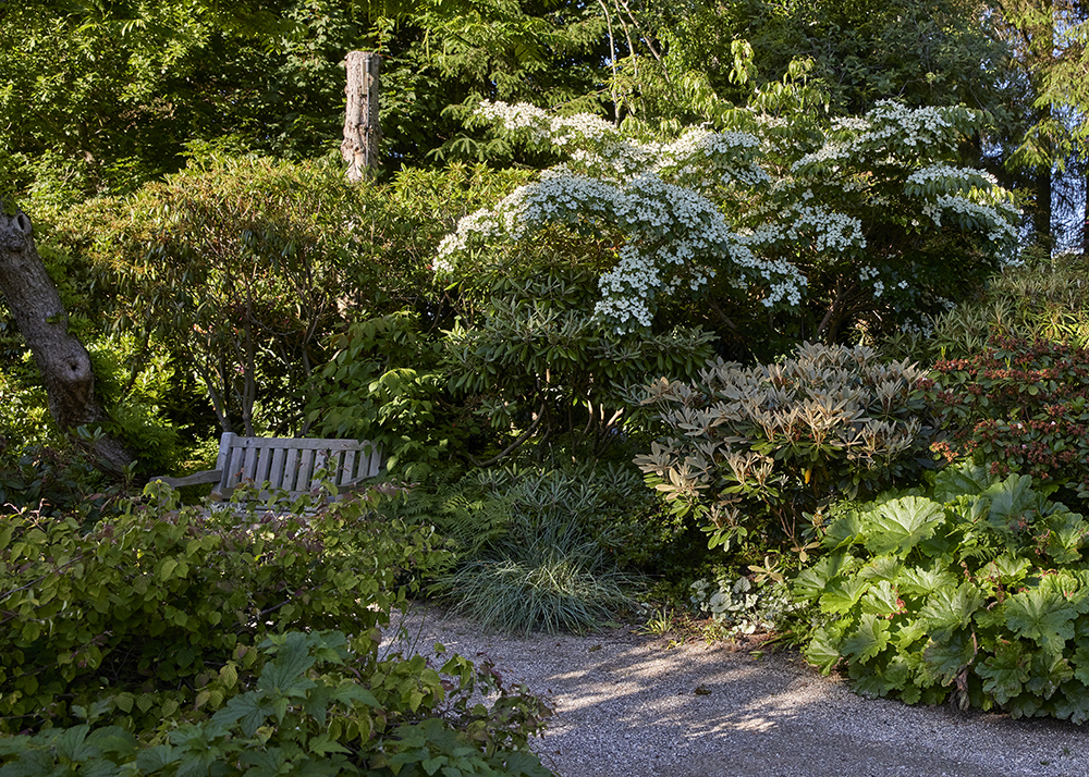 Sorten ‘Eurostar’ er yderst blomsterrig. Som hos alle koreakornel sidder blomsterne ovenpå de vandrette grene.