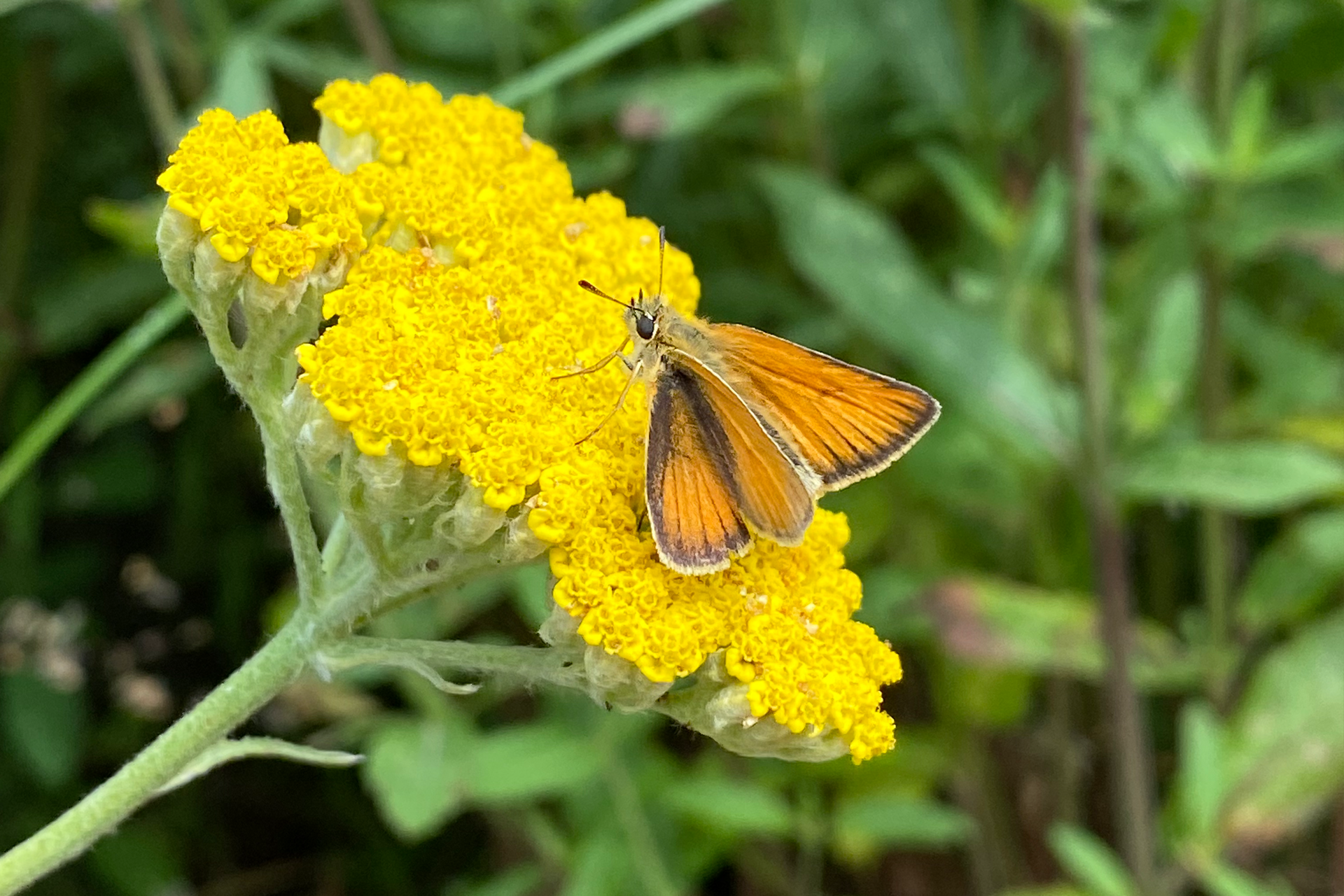 Stregbredpande. Foto: Haveselskabet