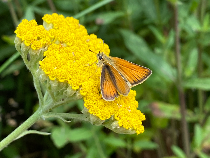 Stregbredpande. Foto: Haveselskabet